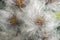 Korean clematis. Close up image of seedheads.
