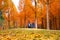 Korean couple walking in nami park in nami island