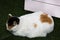 Korean domestic fat cats sleeping in plastic grass floor in Gamcheon Culture Village or Santorini of Pusan city at Busan, South