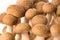 Korean Edible Mushrooms Macro