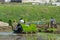 The Korean farmer rides riding type power driven rice transplanter to seedling the green young rice onto the rice paddy field