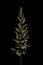 Korean Feather Reed Grass (Calamagrostis arundinacea). Inflorescence Closeup