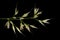 Korean Feather Reed Grass (Calamagrostis arundinacea). Inflorescence Detail Closeup