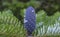 Korean fir cone close-up