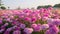 Korean Floral Park: A Captivating Garden Of Pink Carnations