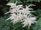 Korean goatsbeard, inflorescence with bumblebee