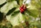 Korean honeysuckle with red berries in the park. Lonicera vesicaria. Macro picture