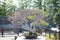Korean Hornbeam  bonsai in Omiya bonsai village
