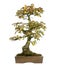 Korean Hornbeam bonsai tree, Carpinus turczaninowii, isolated