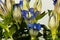 Korean or Japanese gentian Gentiana scabra