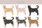 Korean Jindo clipart. Different poses, coat colors set