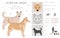 Korean Jindo clipart. Different poses, coat colors set