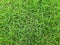 Korean Lawn Grass (Zoysia Japonica), green grass background