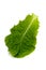 Korean Lettuce-Lactuca sativa