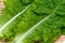 Korean Lettuce-Lactuca sativa