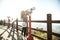 A Korean little girl looking at a telescope at an observatory