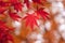 Korean Maple in Autumn