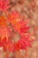 Korean Maple in Autumn