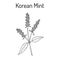 Korean mint Agastache rugosa , medicinal plant