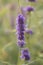 Korean mint Agastache rugosa, purple flower spike