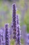 Korean mint Agastache rugosa, purple flower spikes with bumblebee