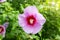 Korean national flower in the name Rose of Sharon or Mugunghwa flower