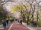 Korean people walking in park under blooming cherry trees