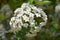 Korean spice viburnum