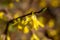 Korean spring flowers. Yellow blooming Forsythia flowers in spring close up. border forsythia is an ornamental deciduous shrub of