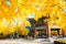 Korean traditional pavilion with autumn ginkgo trees at Children's Grand Park