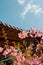 Korean traditional wooden roof and pink flowers