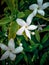 Korejat beautiful white flower