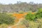 The Korhaa Trail between wild flowers at Skilpad