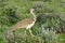 Kori bustard