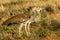 Kori Bustard