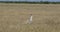 Kori Bustard in african bush, Africa, Namibia