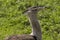 Kori Bustard Ardeotis kori