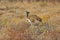 Kori bustard Ardeotis kori in the Etosha National Park