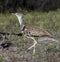 Kori Bustard (Ardeotis kori) - Namibia