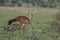 The kori bustard Ardeotis kori walking in the green savanna