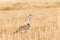 Kori bustard bird close up. Ngorongoro Conservation Area crater, Tanzania