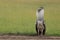 Kori bustard bird displaying in the african savannah.