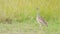 Kori Bustard Bird Flying in Flight in Africa, African Birds in Long Green Grass Savanna on Wildlife