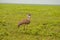 Kori Bustard Bird in the Serengeti