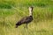 Kori bustard bird walking on the field