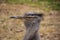 Kori Bustard Close Up Portrait