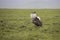 Kori bustard displaying mating plumage, Ngorongoro Crater, Tanzania