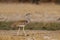 Kori bustard, etosha nationalpark, namibia