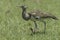 Kori Bustard, Female Walking With Chick