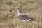 Kori Bustard Hen